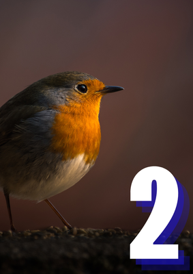 Txoriak kantan - 2. saioa