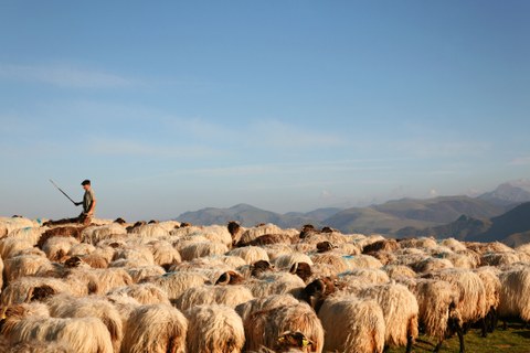 Fête de la transhumance