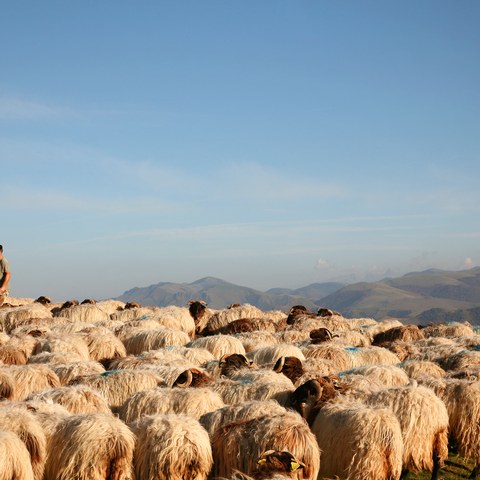 Fête de la transhumance