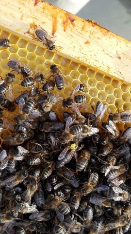 Les abeilles et l'abeille noire