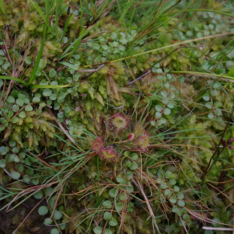 Particularités de la faune du Pays Basque