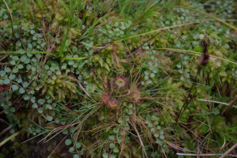 Particularités de la faune du Pays Basque