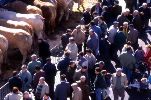 La tradition des bœufs gras à Bayonne