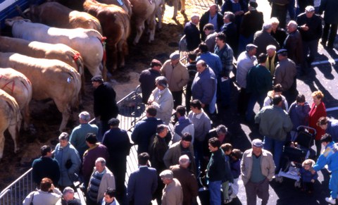 La tradition des bœufs gras à Bayonne