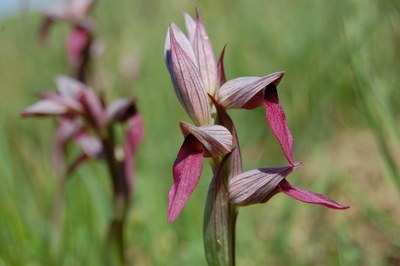 Serapias lingua Serapias lingua © Jakes Larre